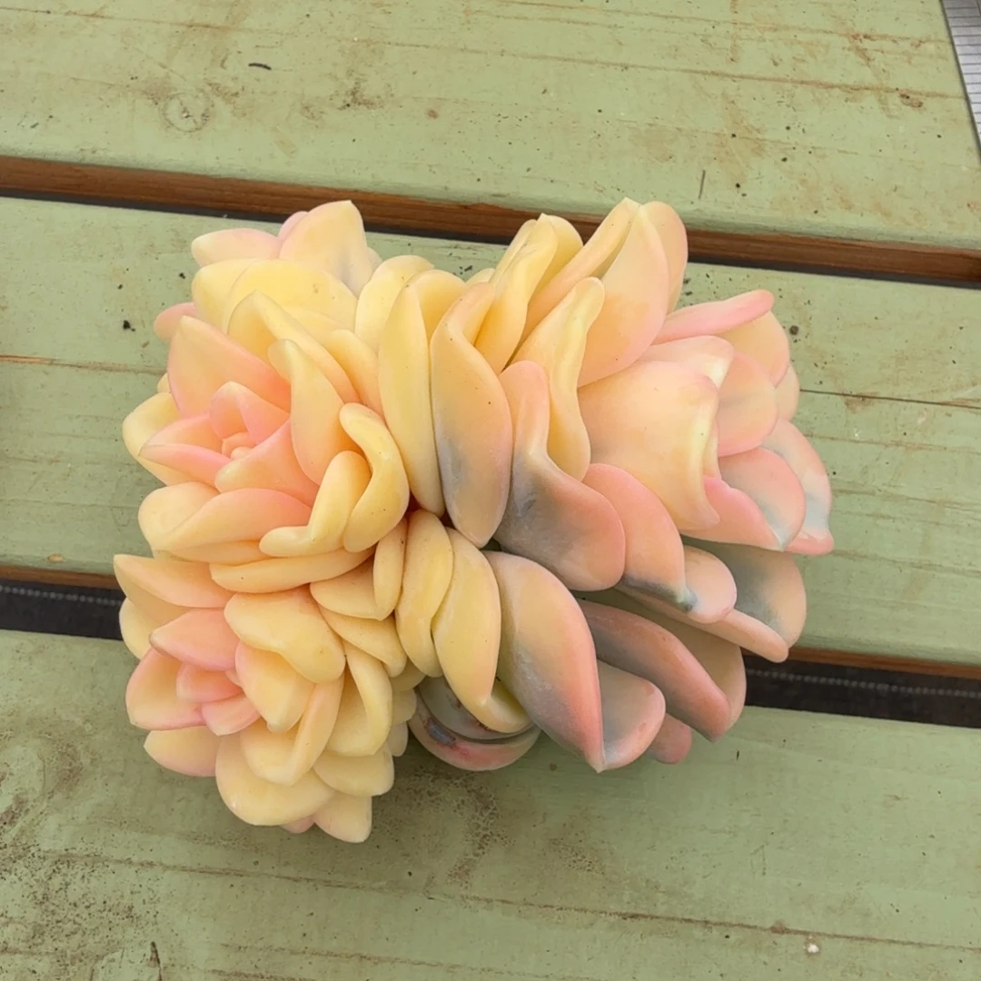 美尻锦群锦上园艺一物一拍