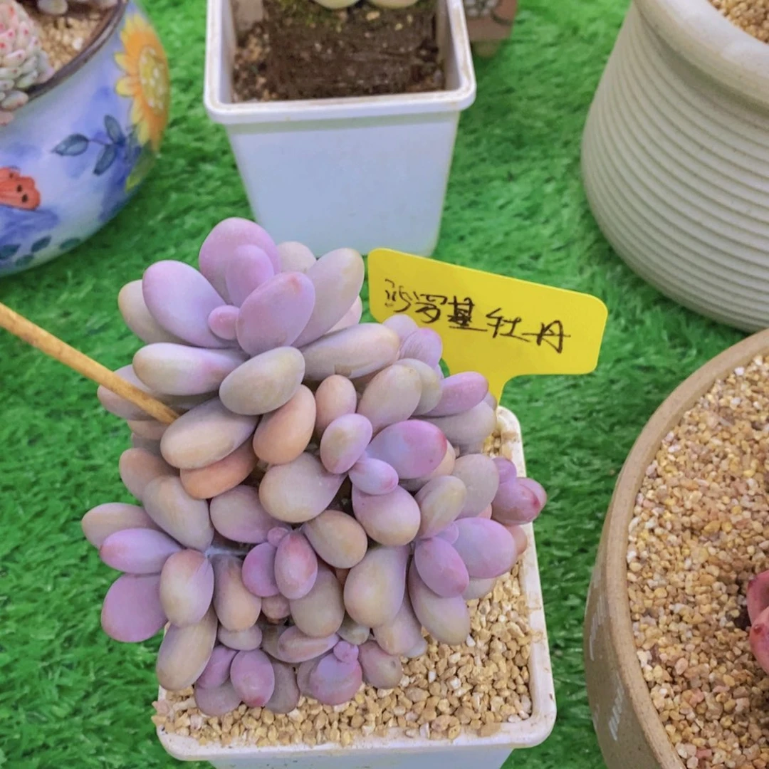 多肉植物，开心多肉