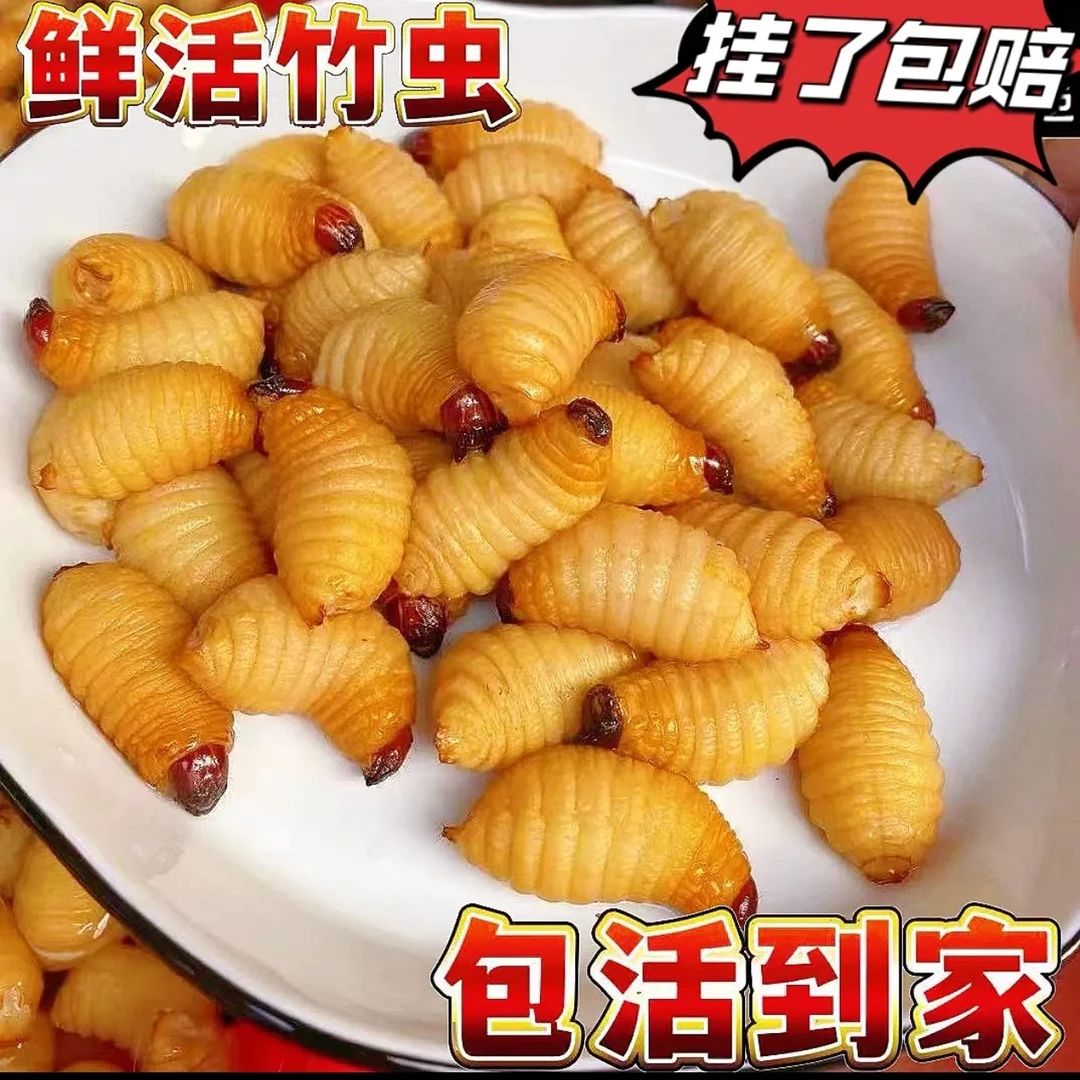 鲜活竹虫竹蛹竹笋虫新鲜竹虫活竹虫皇竹虫椰子虫活体发货包活昆虫