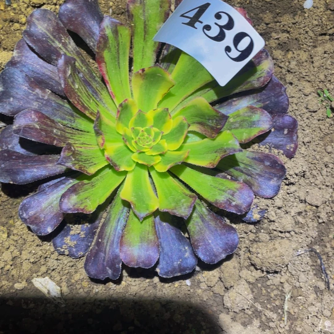 439舞天姬七彩多肉植物