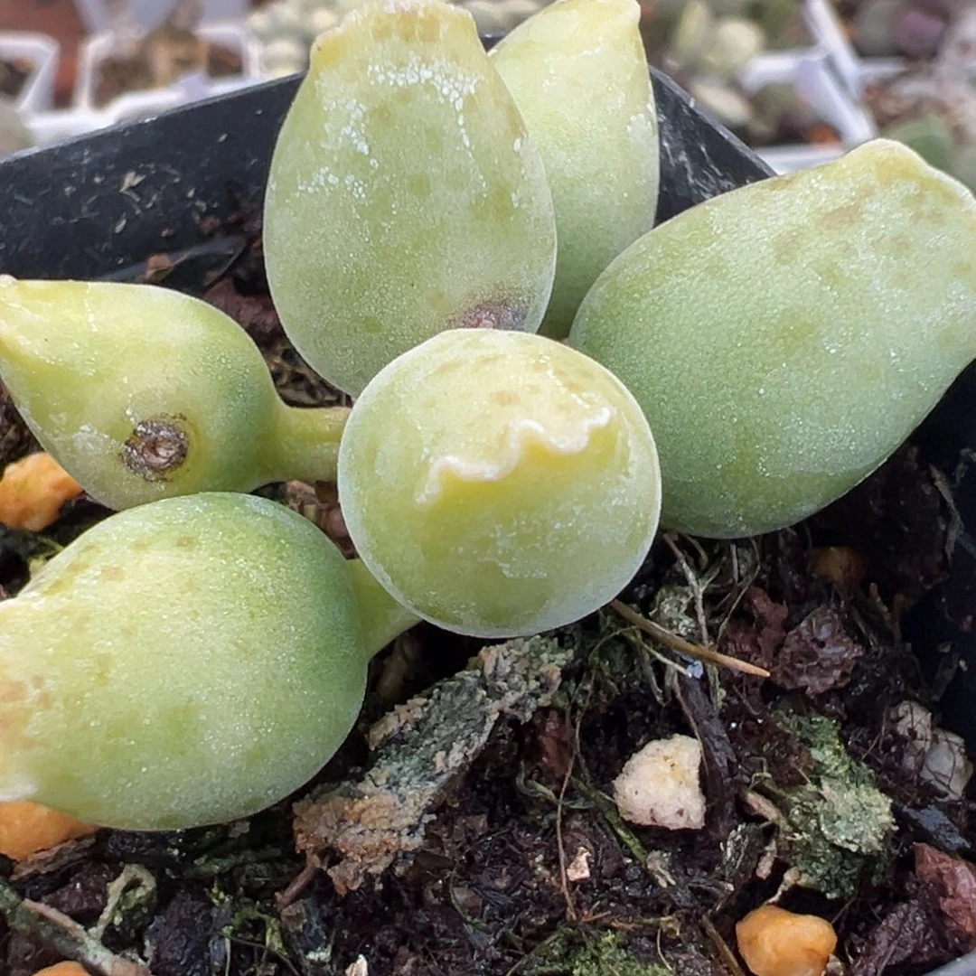 黄金海豹多头纯木质桩多肉植物