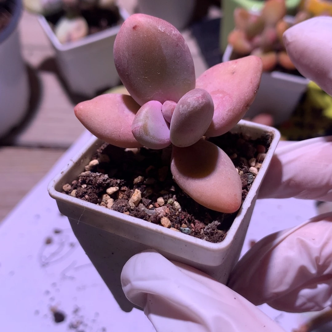 芒果奶酪多肉芒果奶