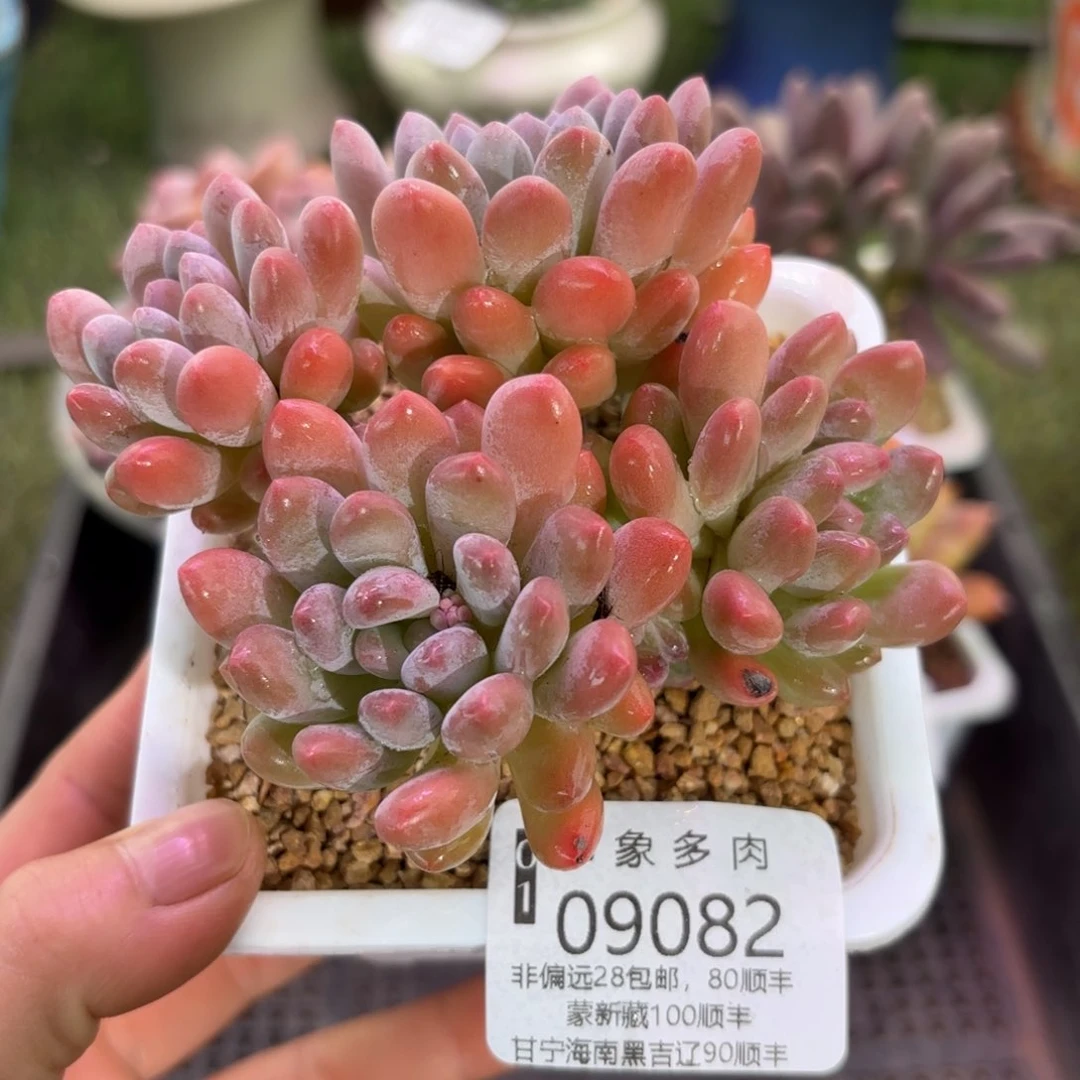 多肉植物9082ffgh