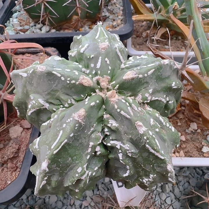 核桃鸾凤玉。 实生。