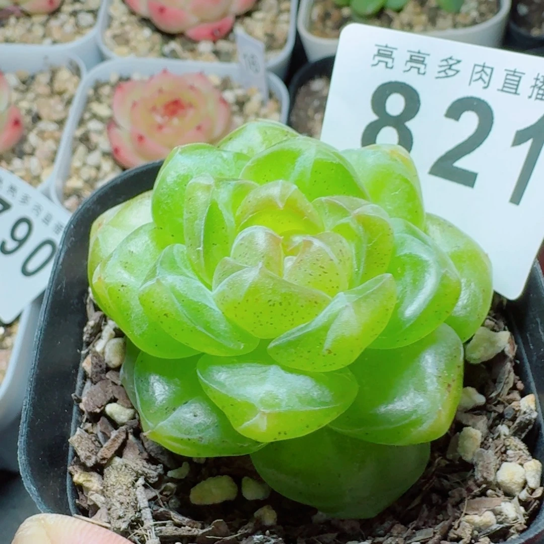绿透体珍妮            精美多肉植物