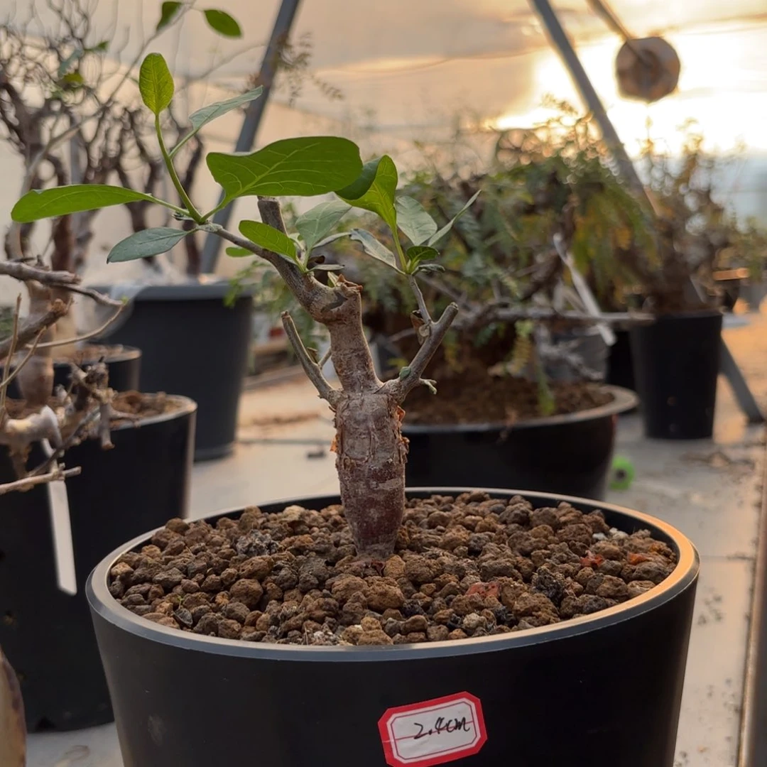 木强***头 舍特利裂榄哈哈