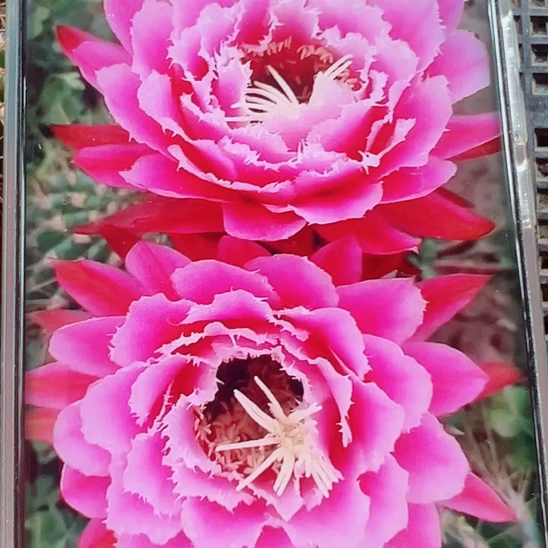毛花柱冠军仙女侧芽 20 包邮