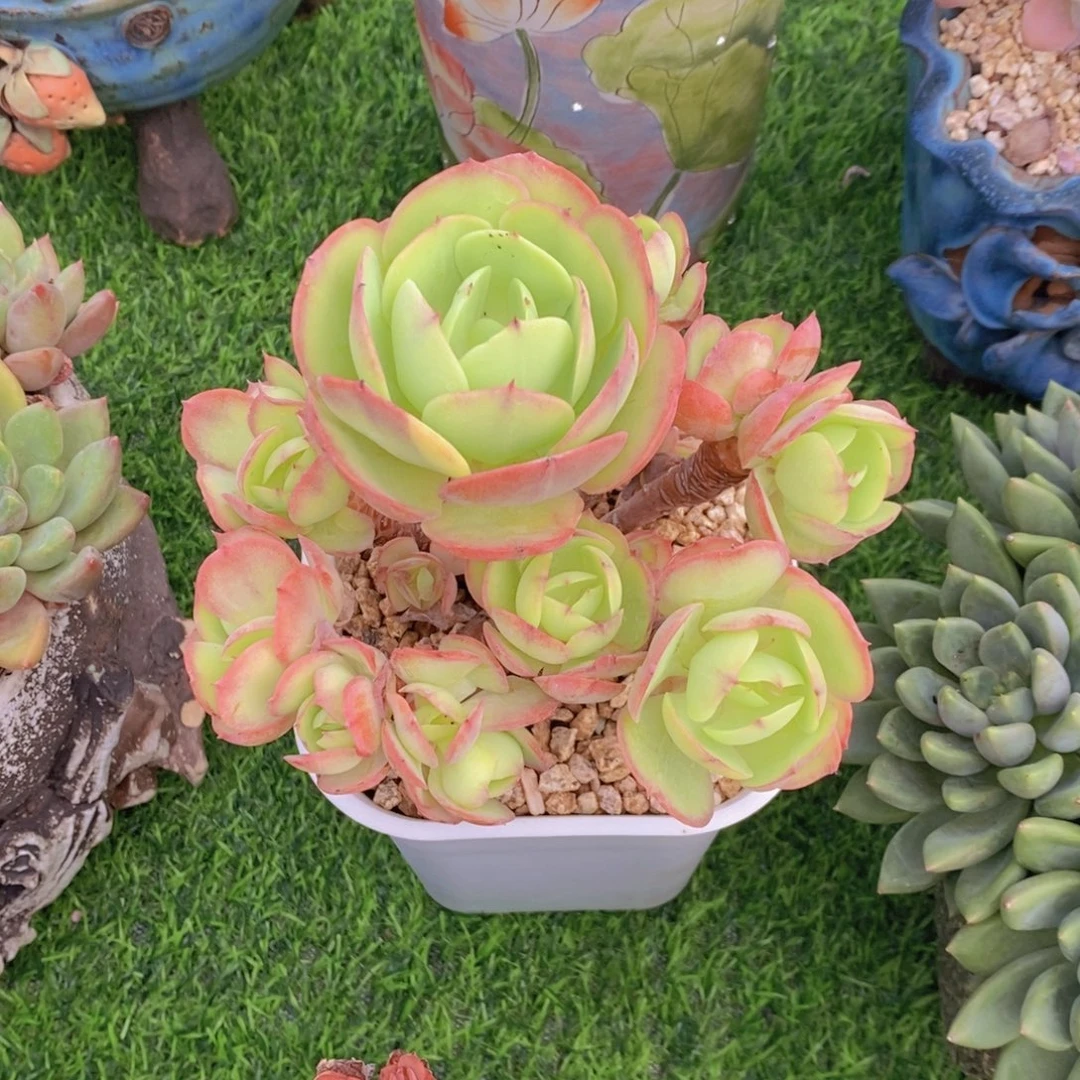 永***离碧桃 一物一拍。