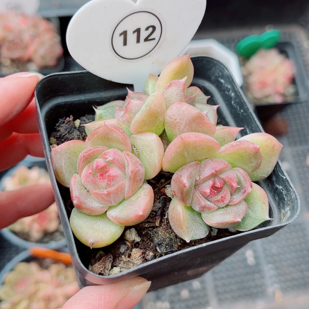 112号小老桩珍妮群