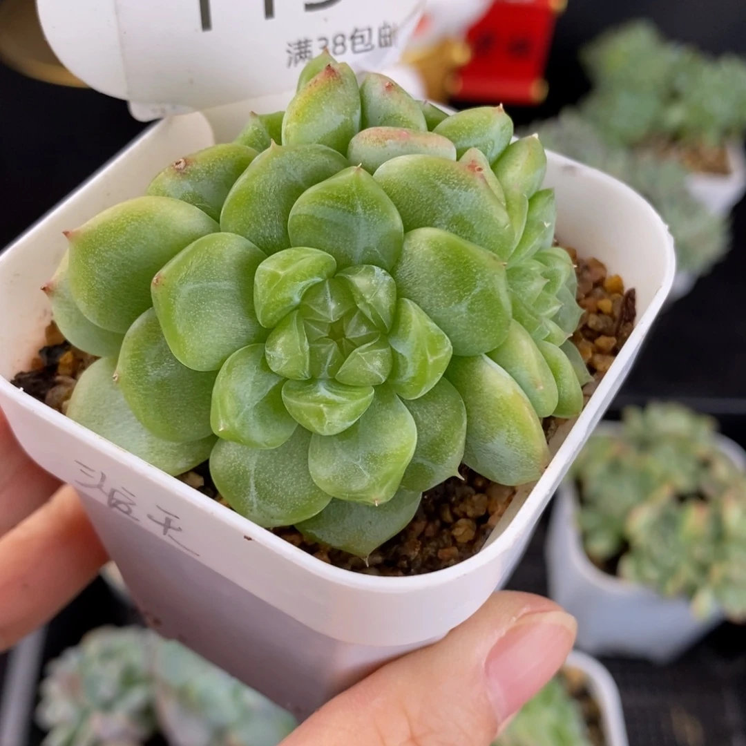 泼天富贵四头一颗115号