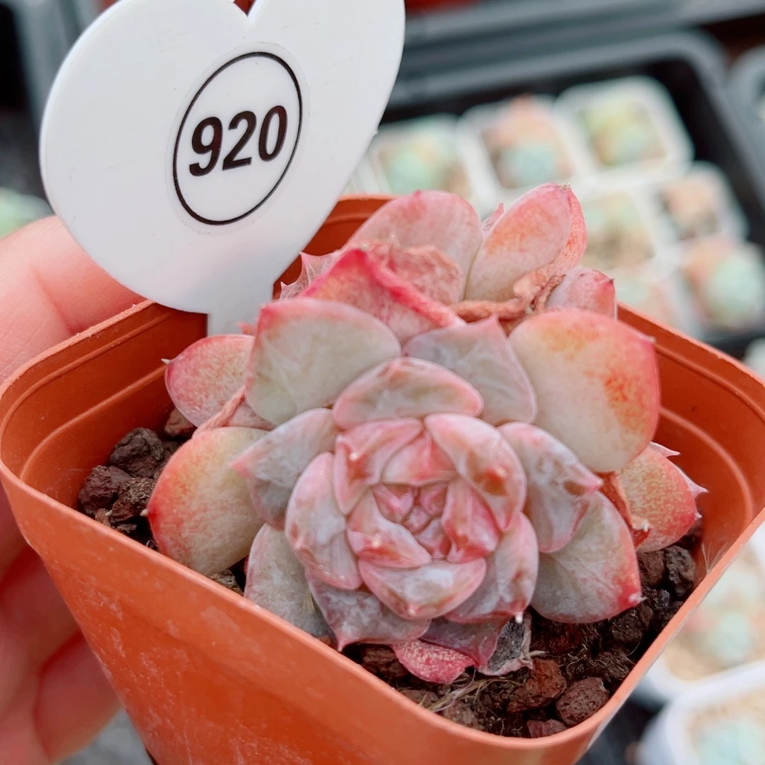 920号小老桩糖心群