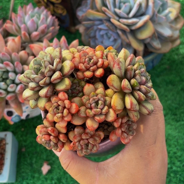 老桩葡萄多肉一颗