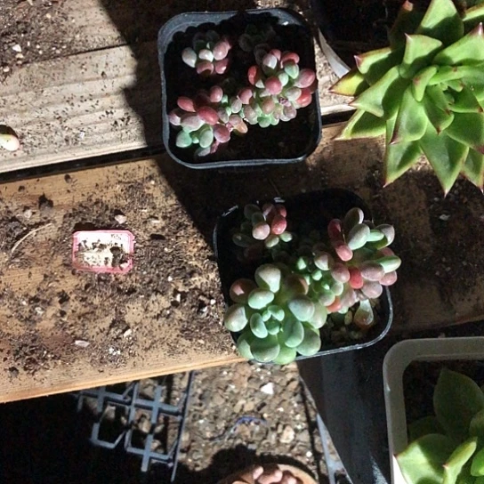 花****开播……开播……开播……开播