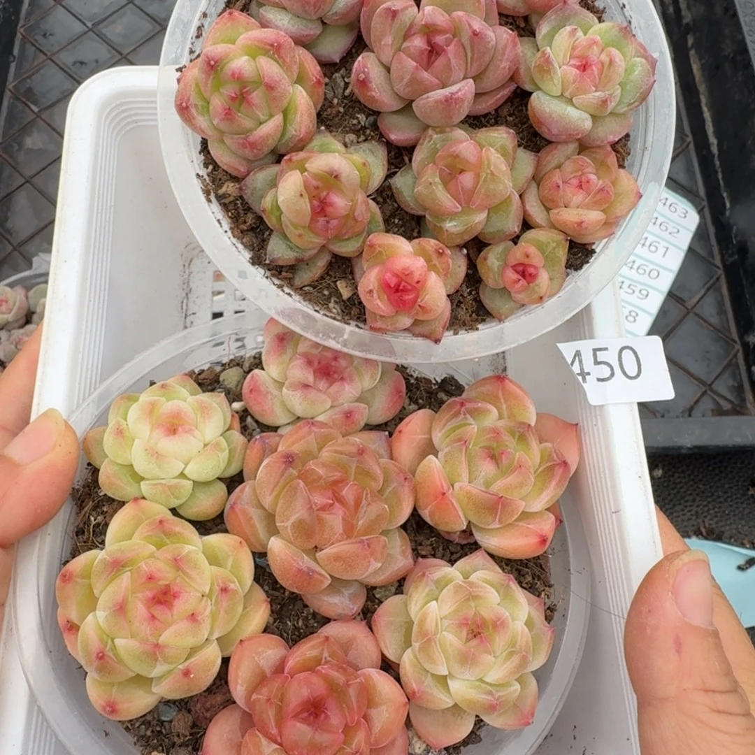 一物一拍一物一拍1108-450