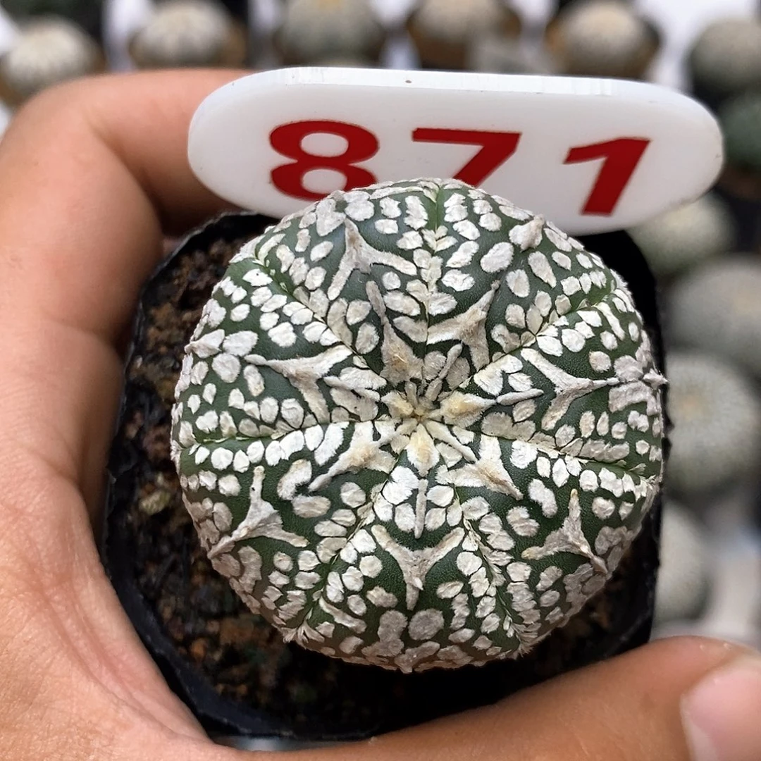 871福利特价咯特价咯