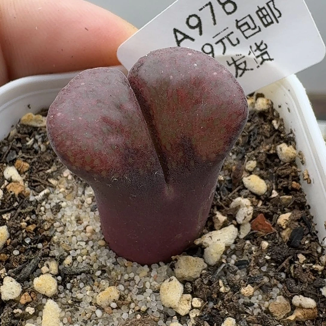 978多肉哈哈哈哈哈哈哈