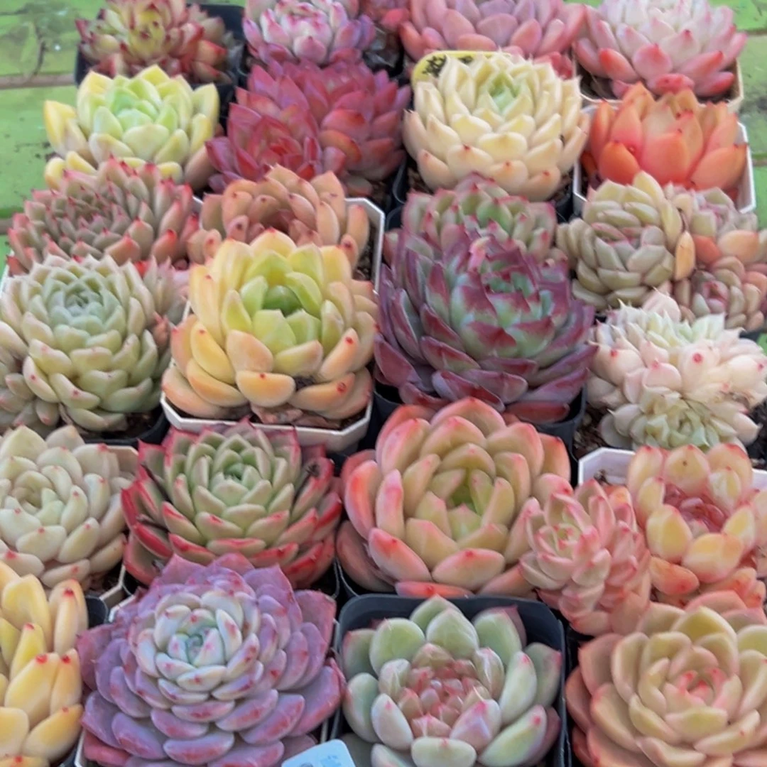 046多肉葡萄领导人物简介姓名伊