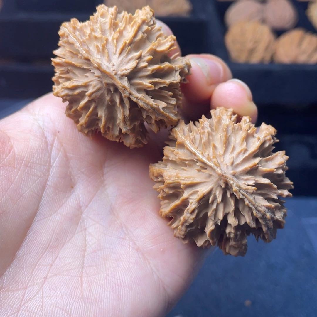 文玩核桃把件秦岭核桃28