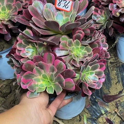 凤冠老桩捧花836号