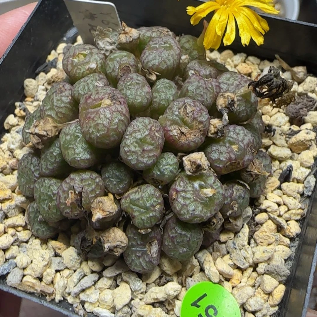 土***·专拍漂亮多肉植物651