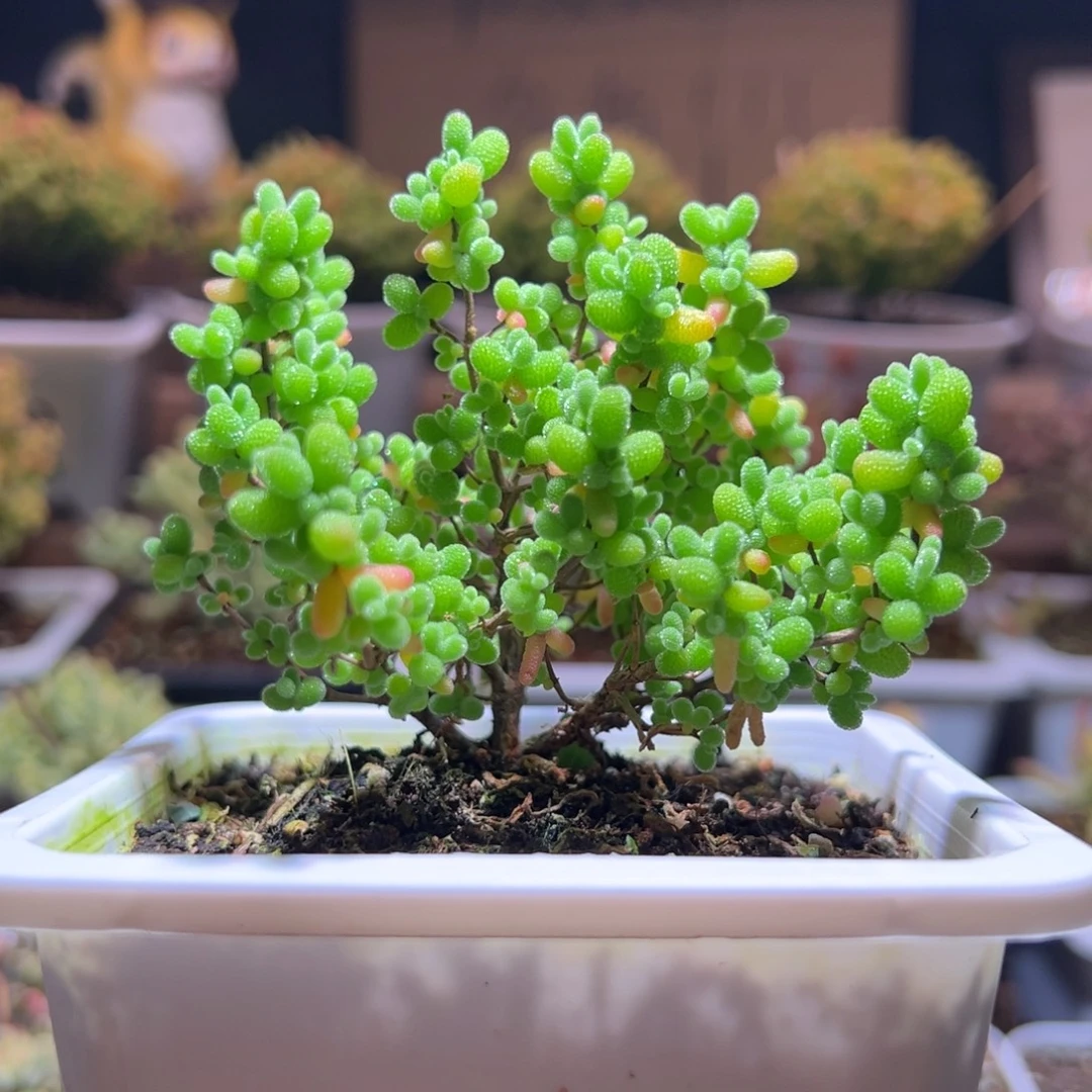 333蜜橘一物一拍包开箱