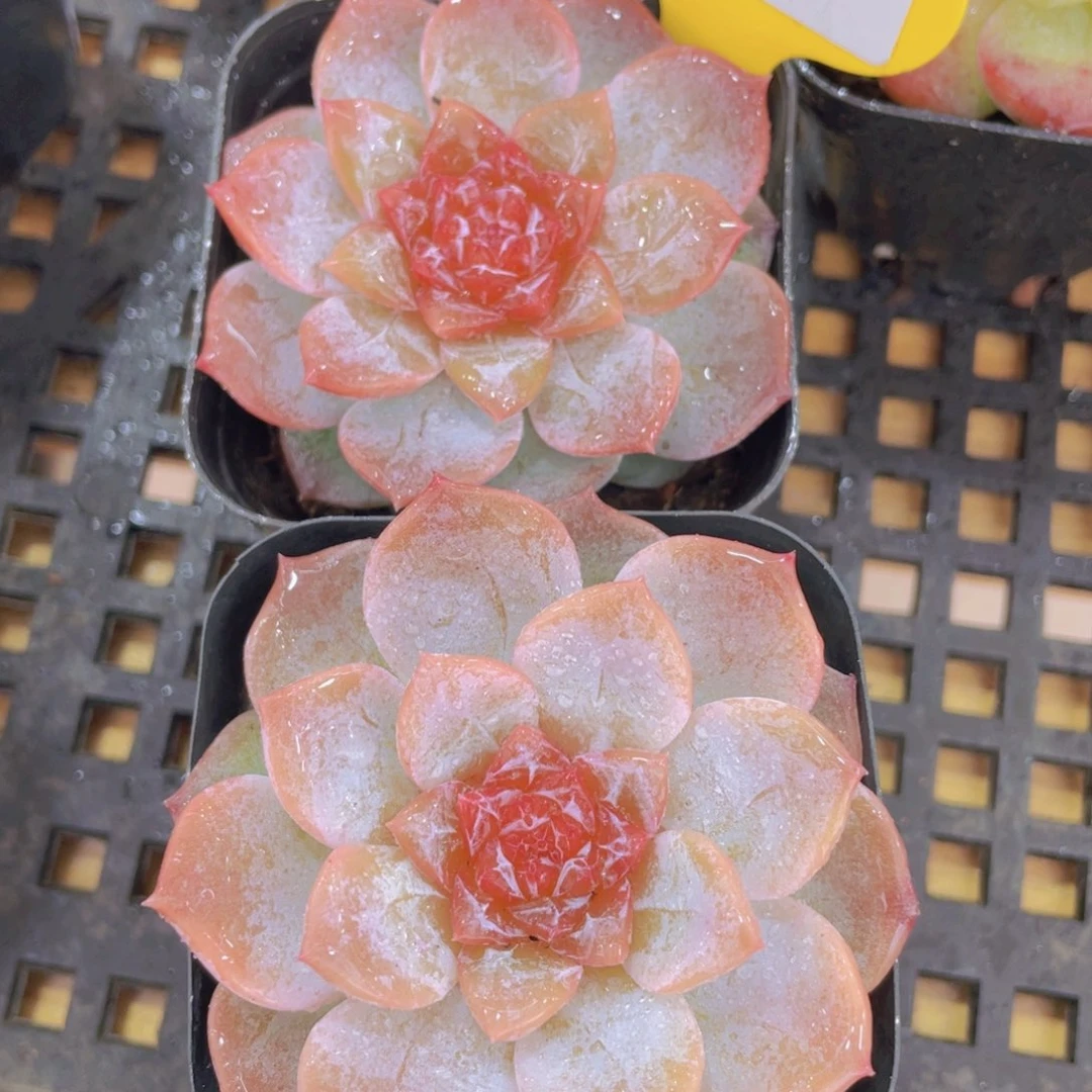 910号 钻石糖心粉黛珍妮一个