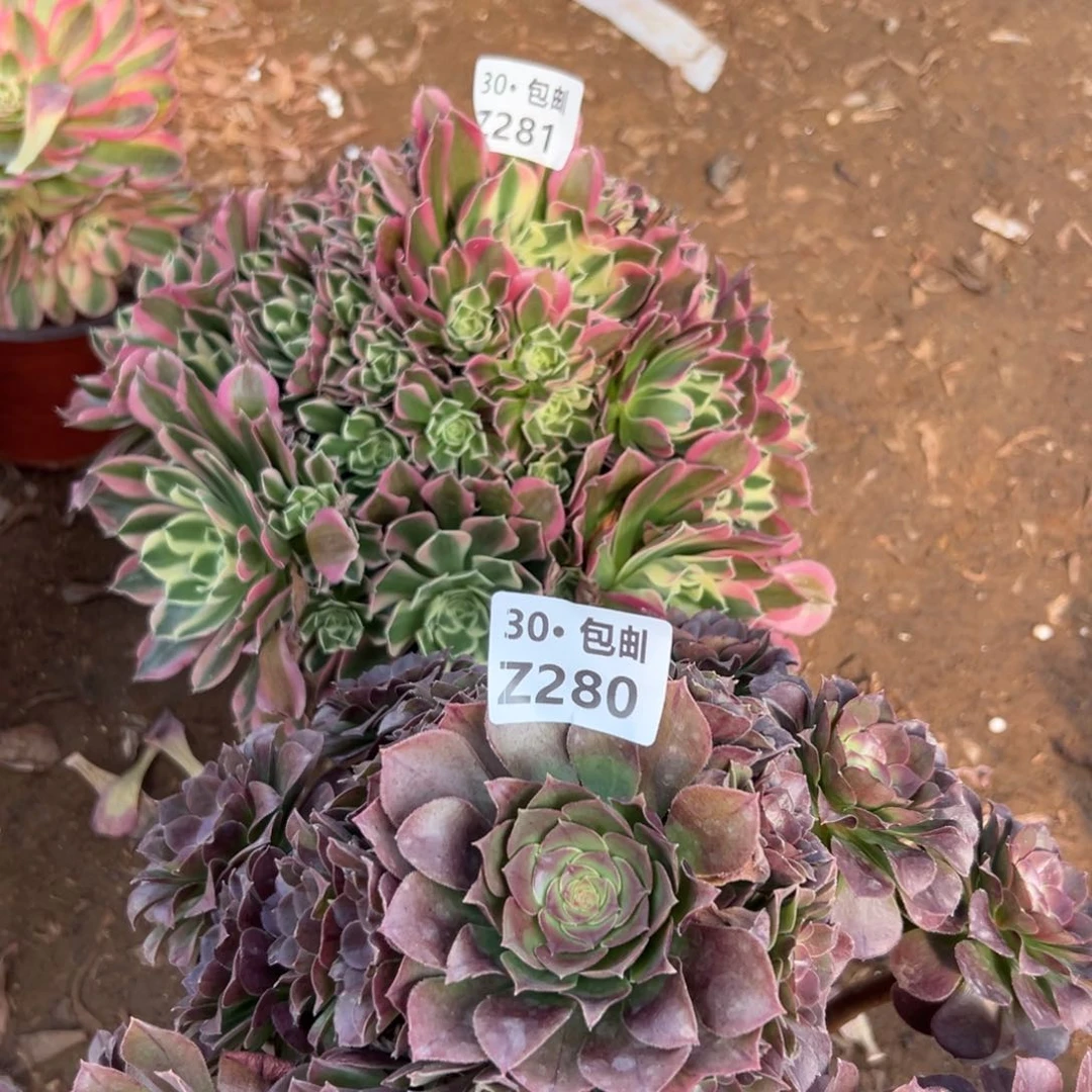 兰**哥2颗组合多肉法师