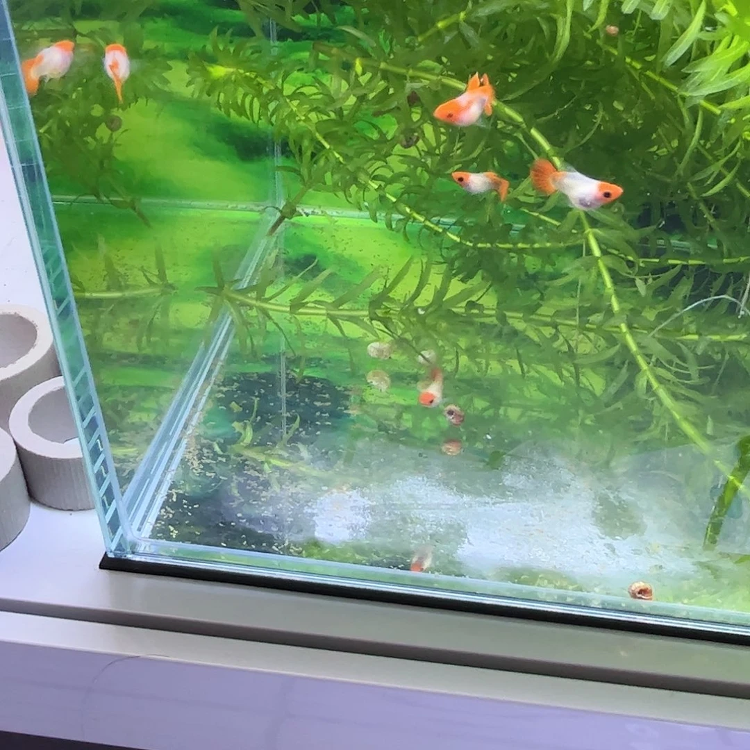 孔雀鱼深海蓝黄化玻璃猫2公3母