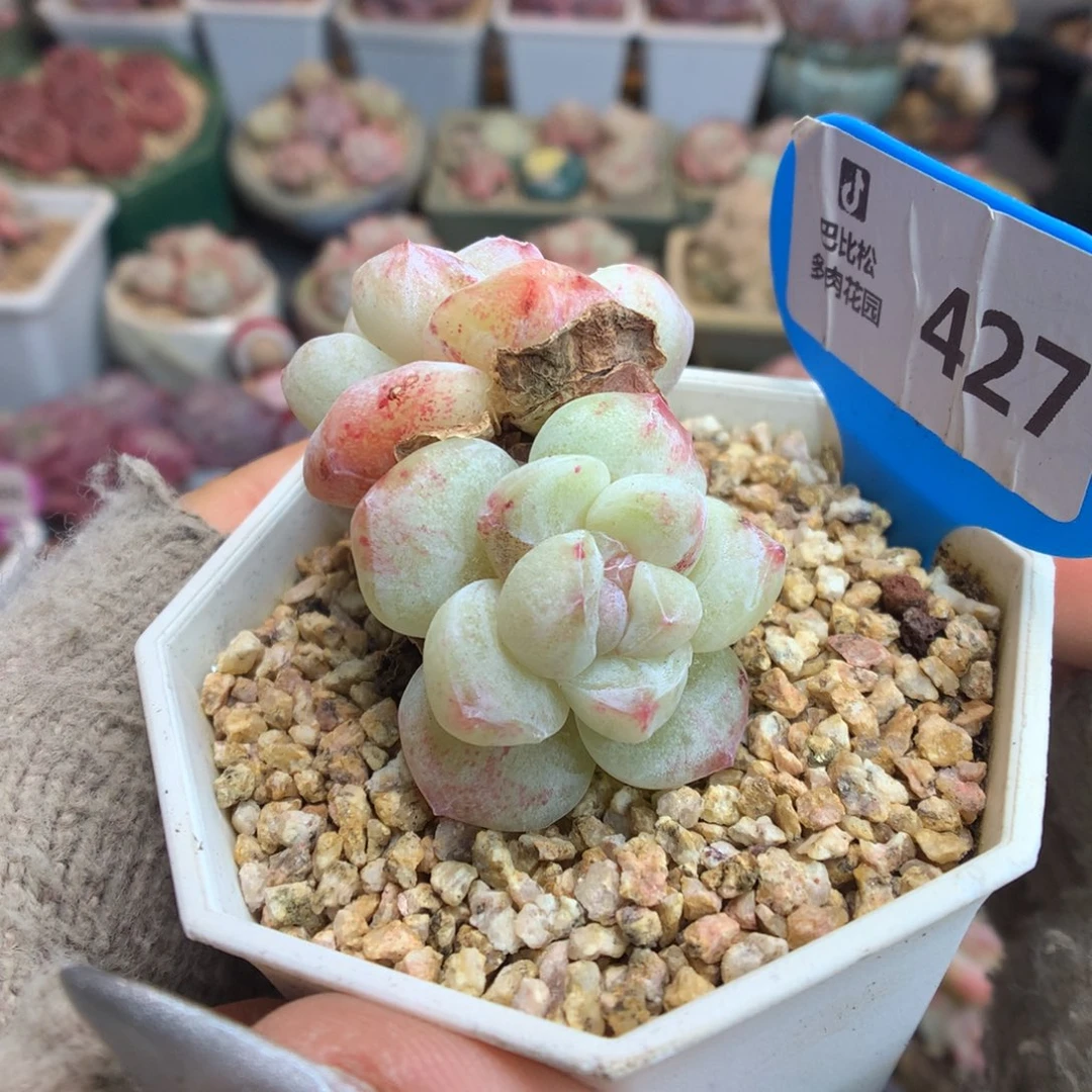 427双头异色冰玉石化