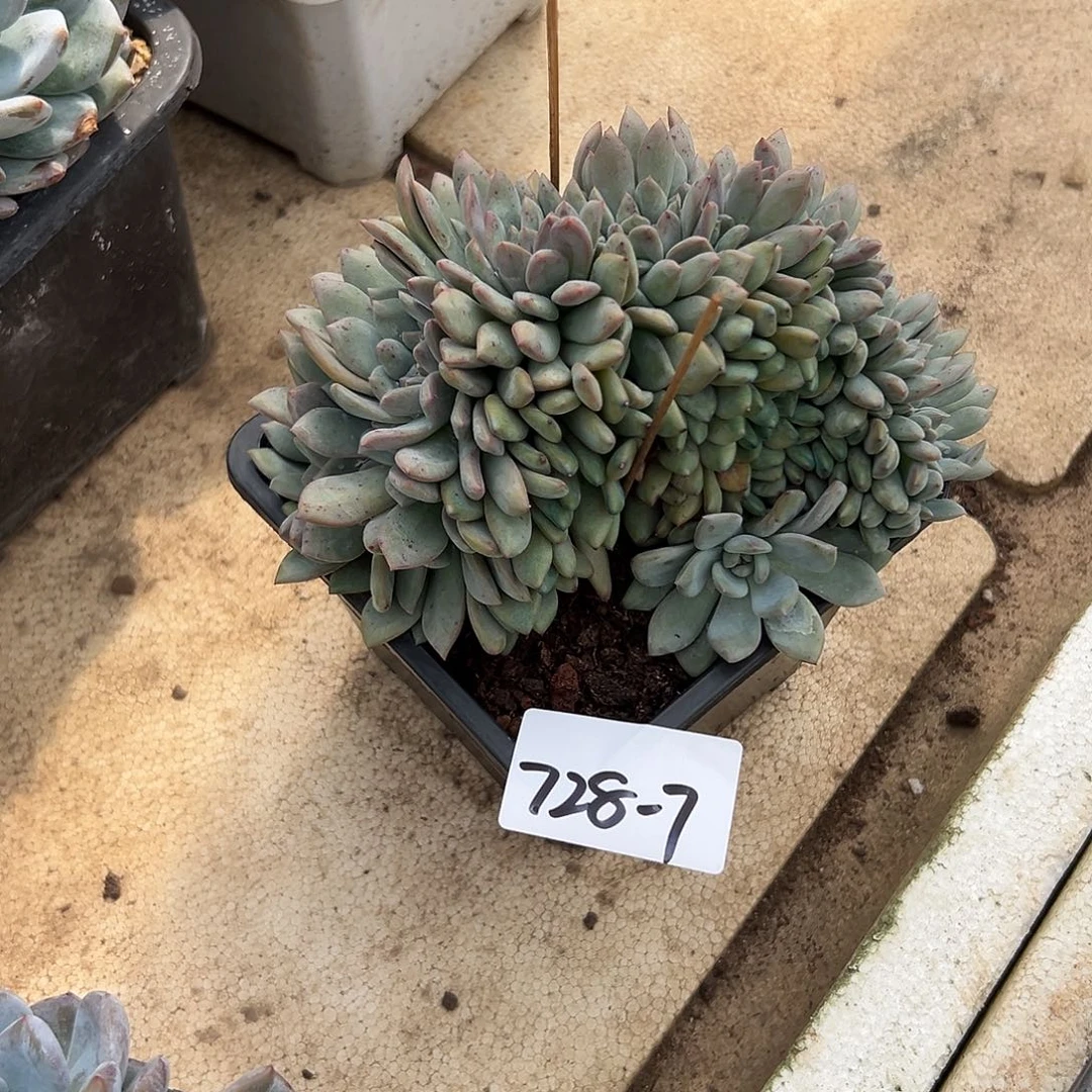 甜***柚728-7爱丽儿缀多肉