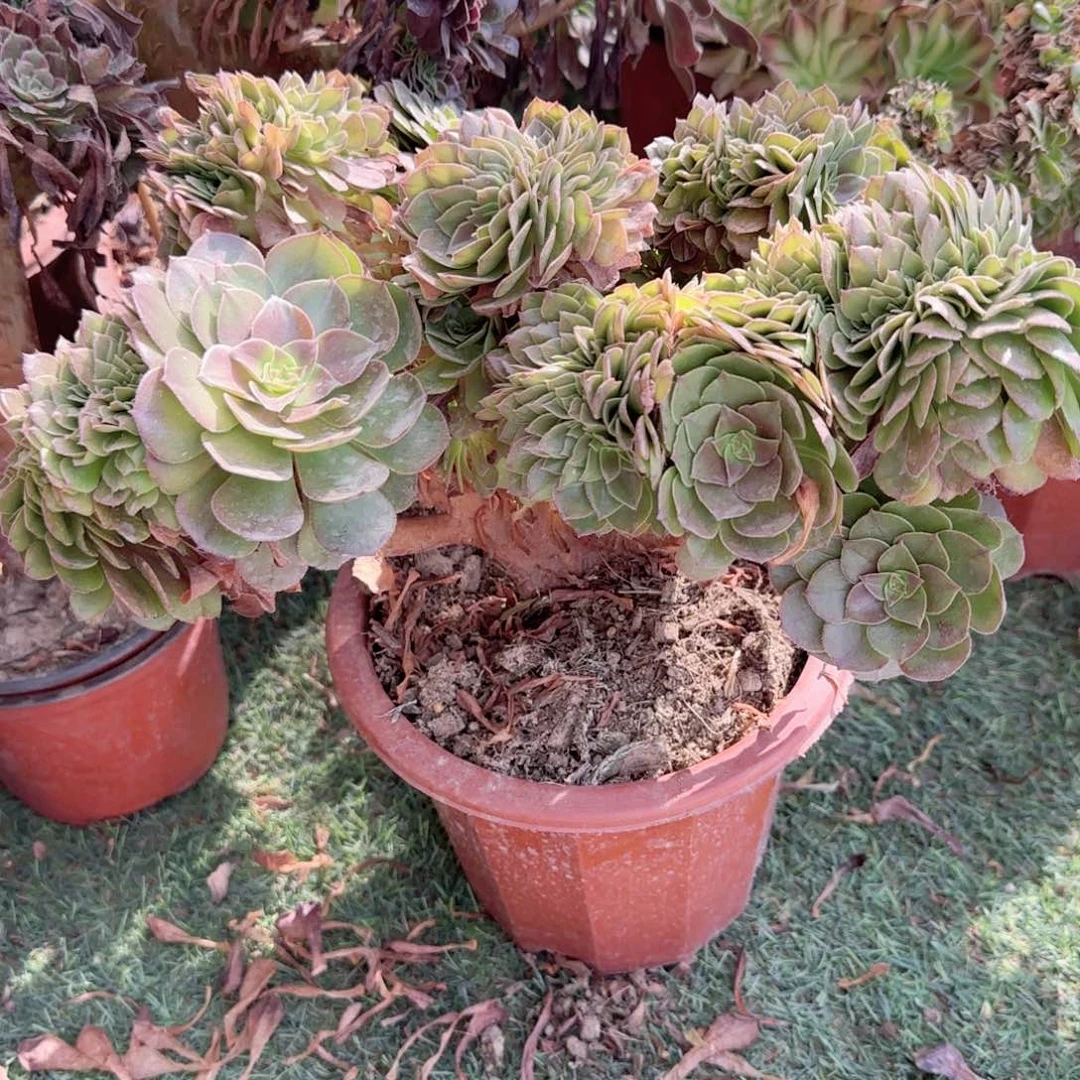 无花朵万圣节缀化2号