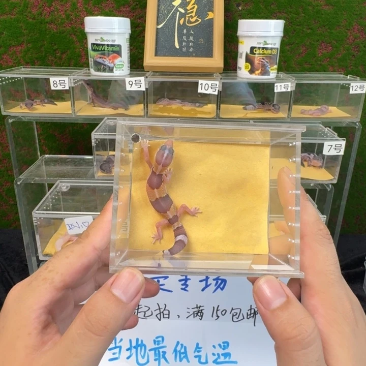 肥尾守宫玫瑰橘白0元起，公温！