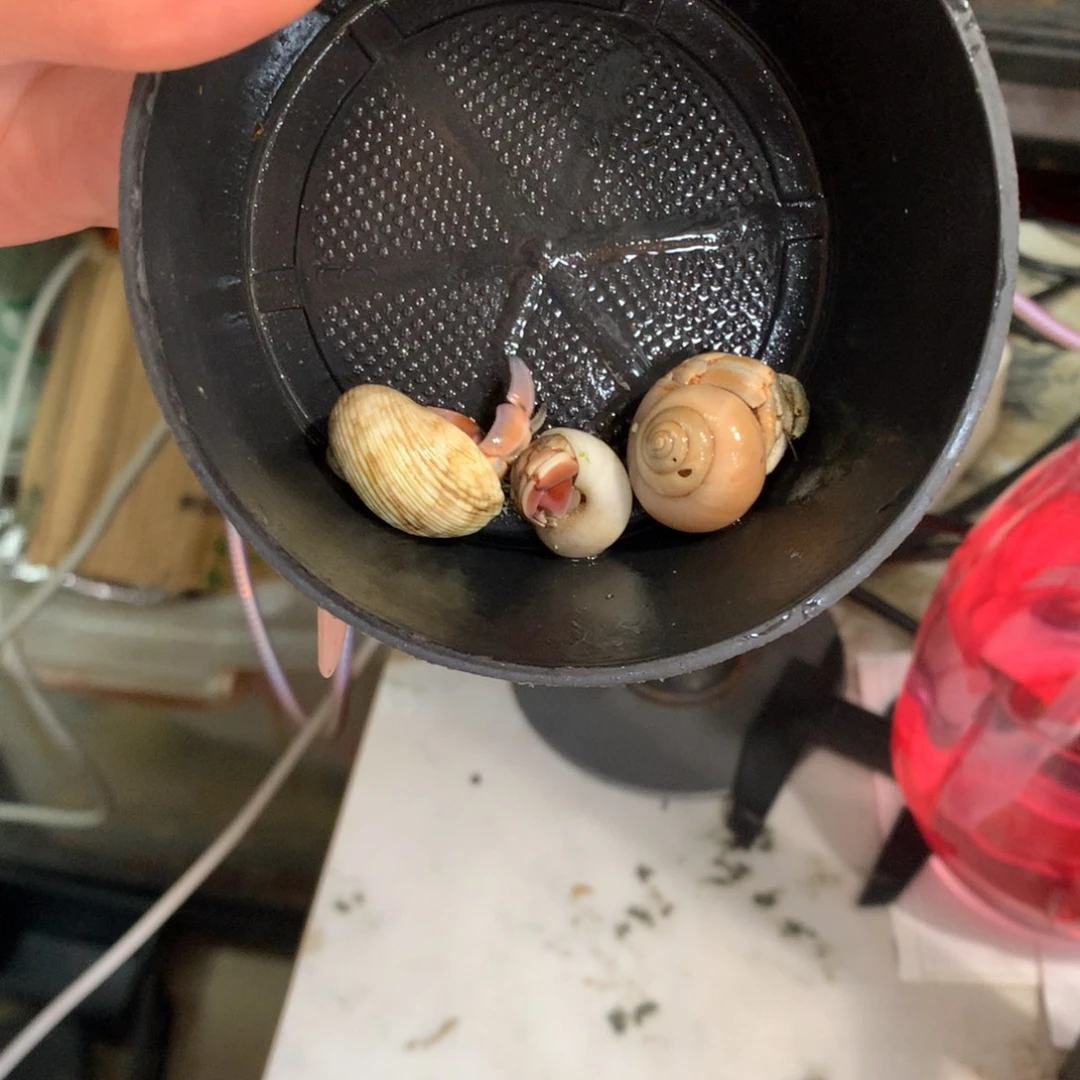 绿***茶3只活体出售、不退不换