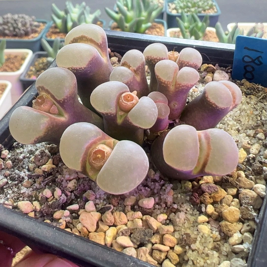 超美紫体白窗 肉锥植物