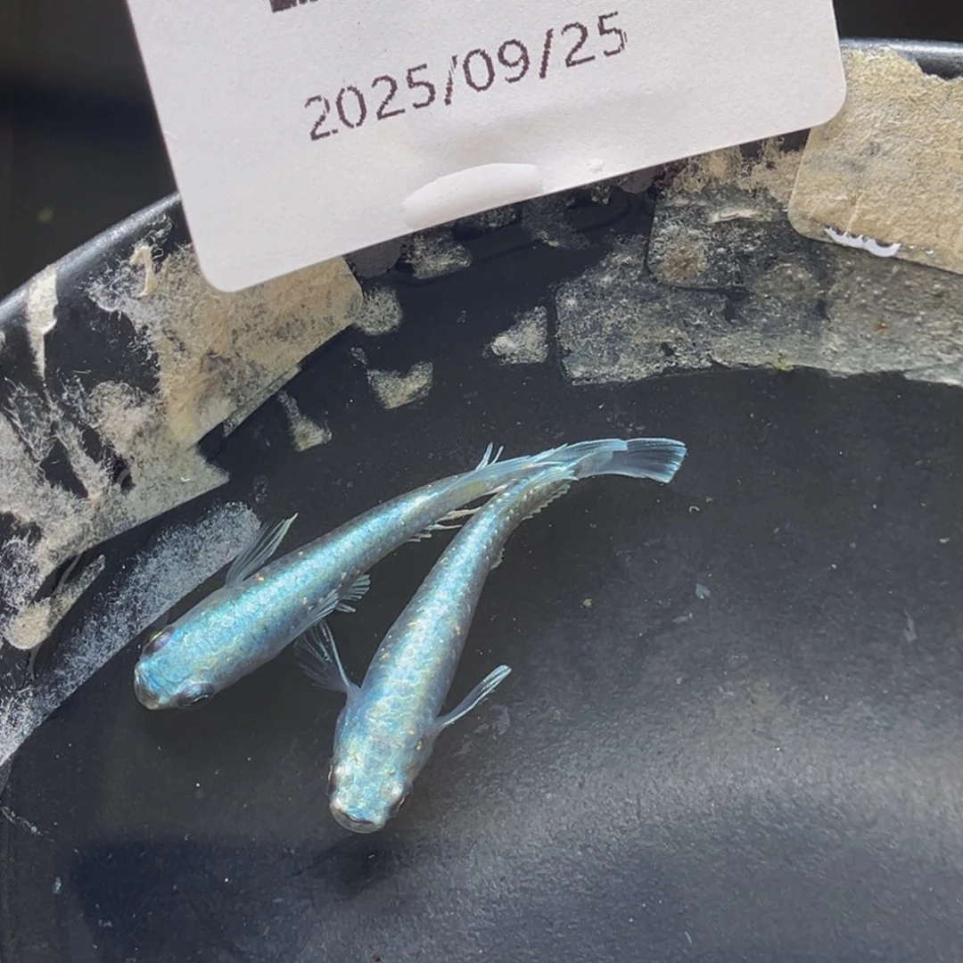 青鳉202玛利亚宽鳍一对