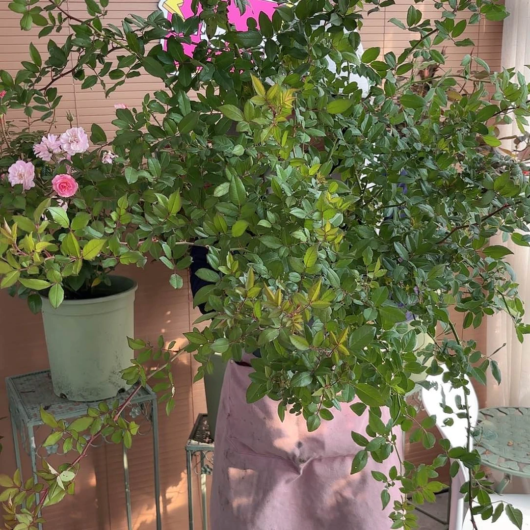 呼吸香水3加仑扦插苗