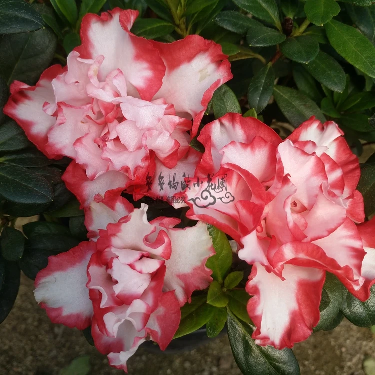 皇冠杜鹃 四季开花杜鹃 红色杜鹃花