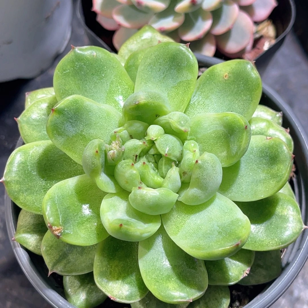 多肉特价冰天使锦