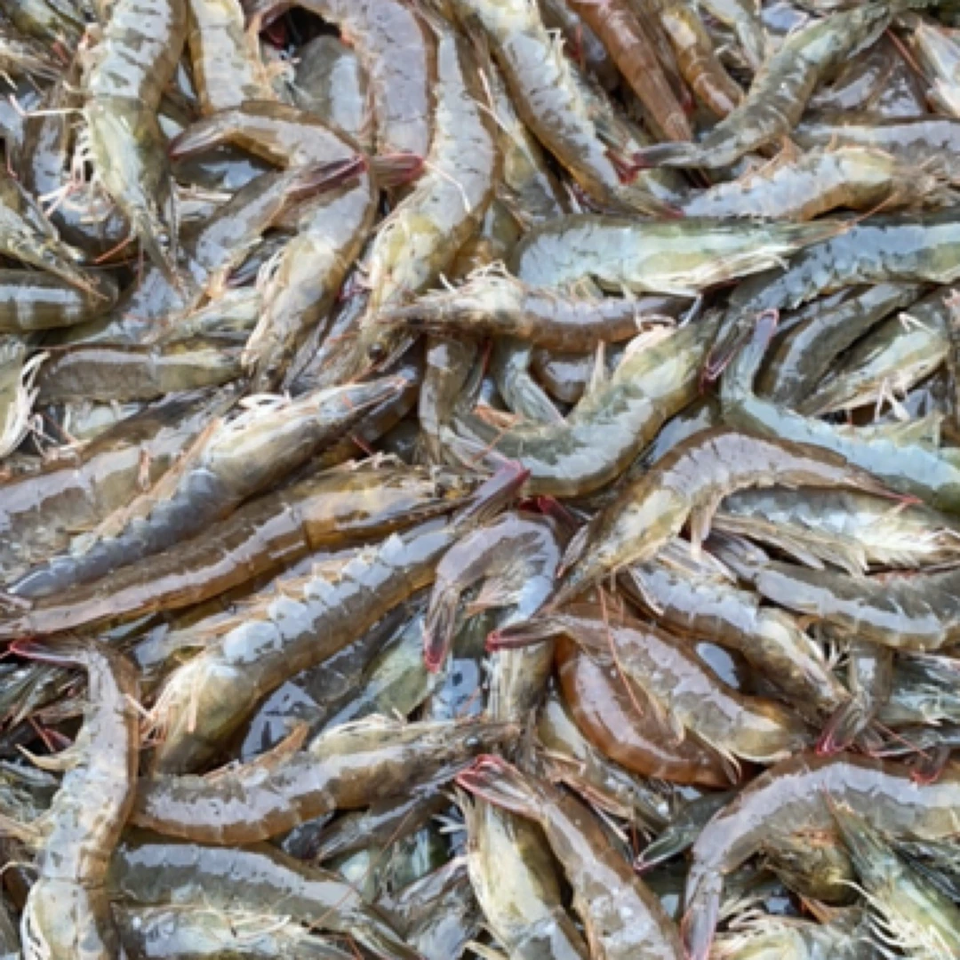本地海水大虾纯海水大虾100元5斤