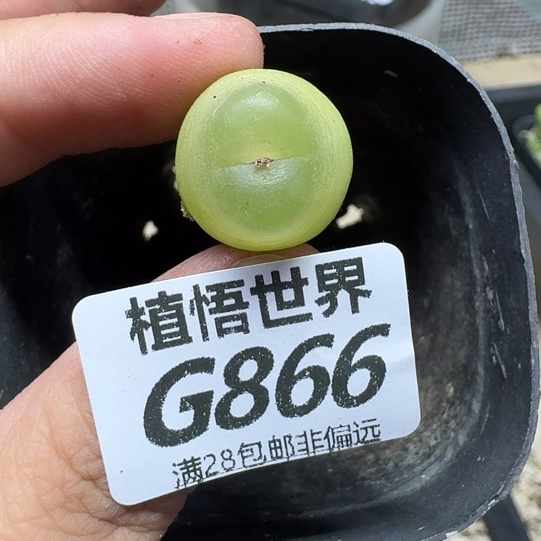 多肉植物的润泽gbb