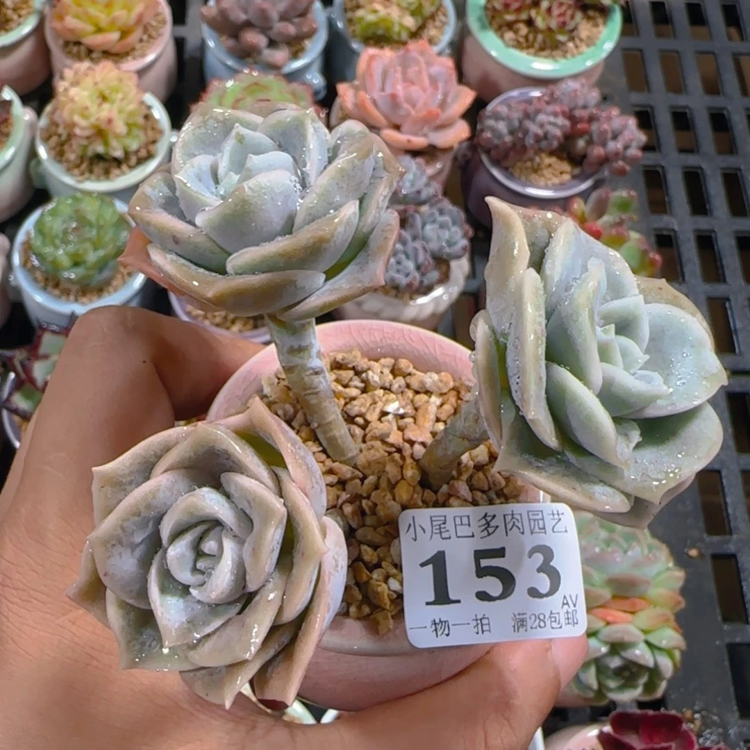 AV小尾巴5CM迷你拇指盆栽精控多肉153