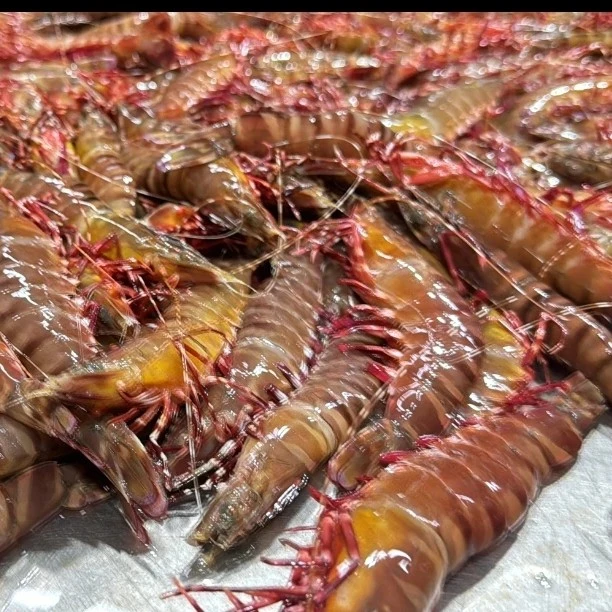 野生 天然 虎虾 红爪虾 海鲜 节阳江海陵岛