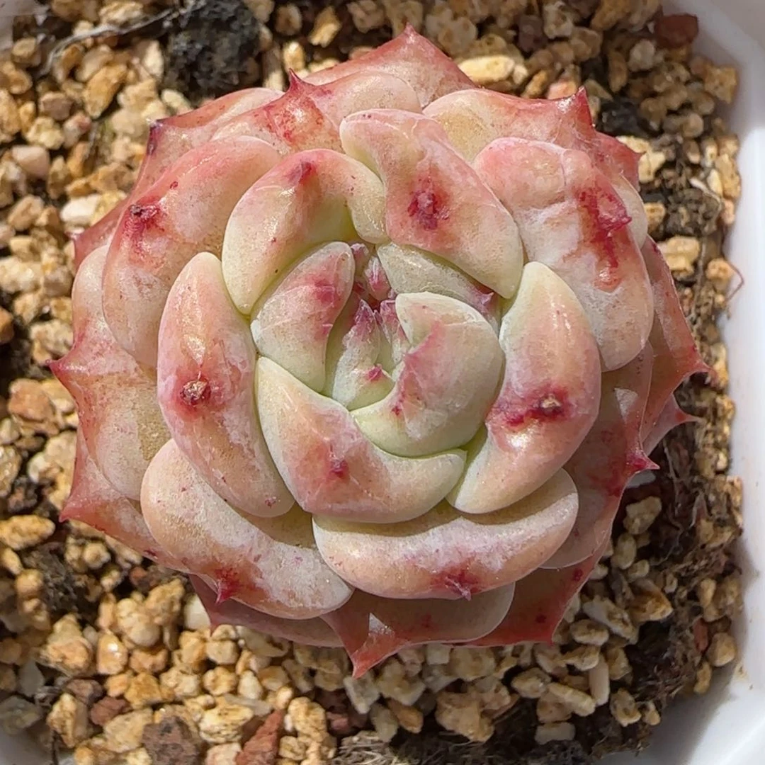 花语逸镜0226-173