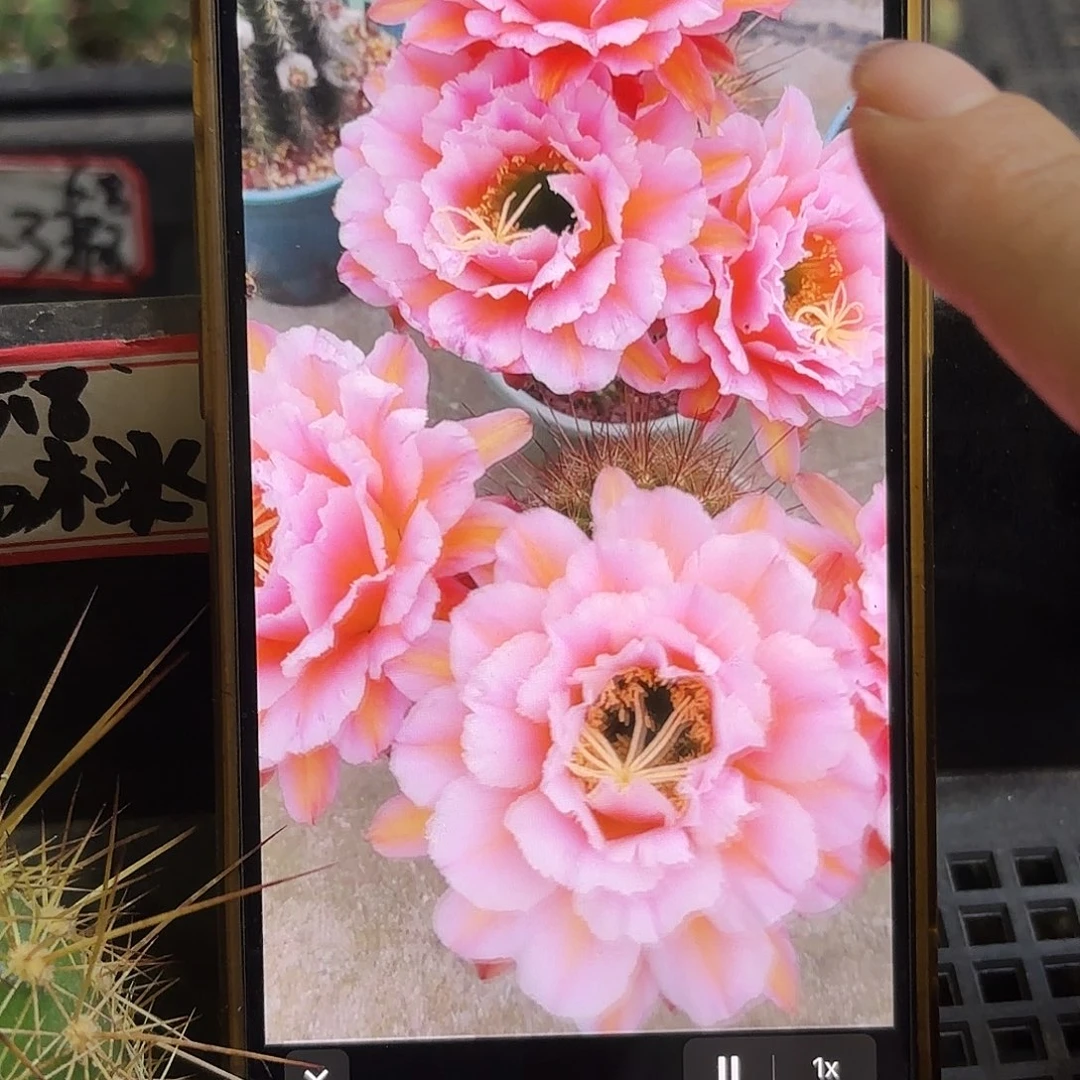 粉桃精灵无根侧牙60