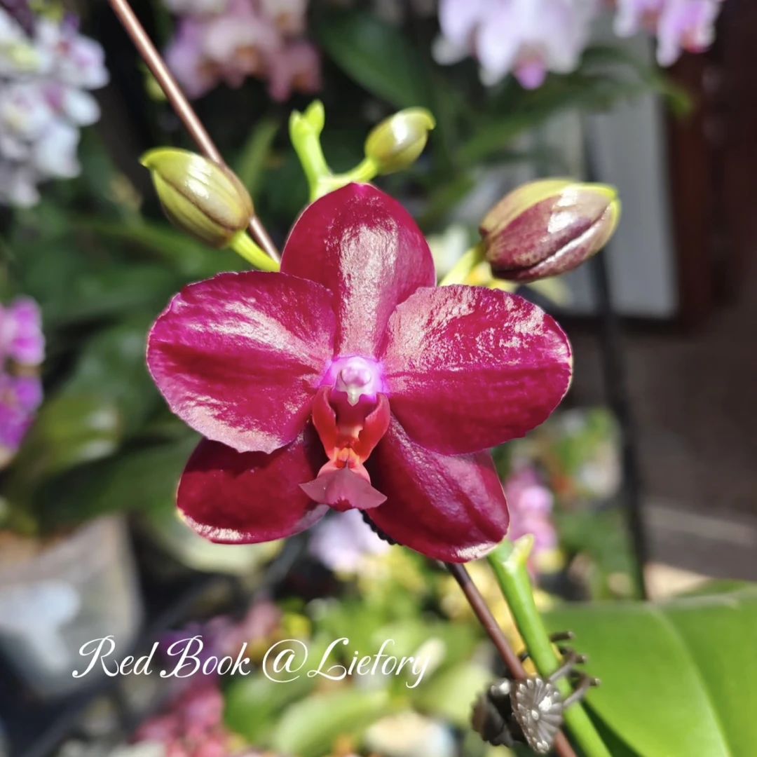 【花间集】瑞纳斯蝴蝶兰3.0寸杯带剑对版蜡质花红色系桌面款