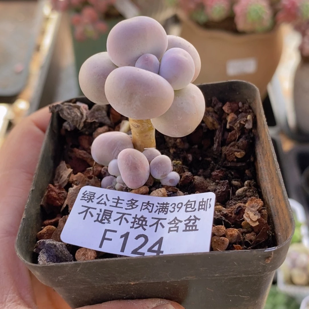 橙奶124多肉植物