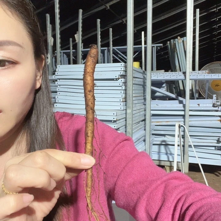 当前无花栽培后可以开花高货混根