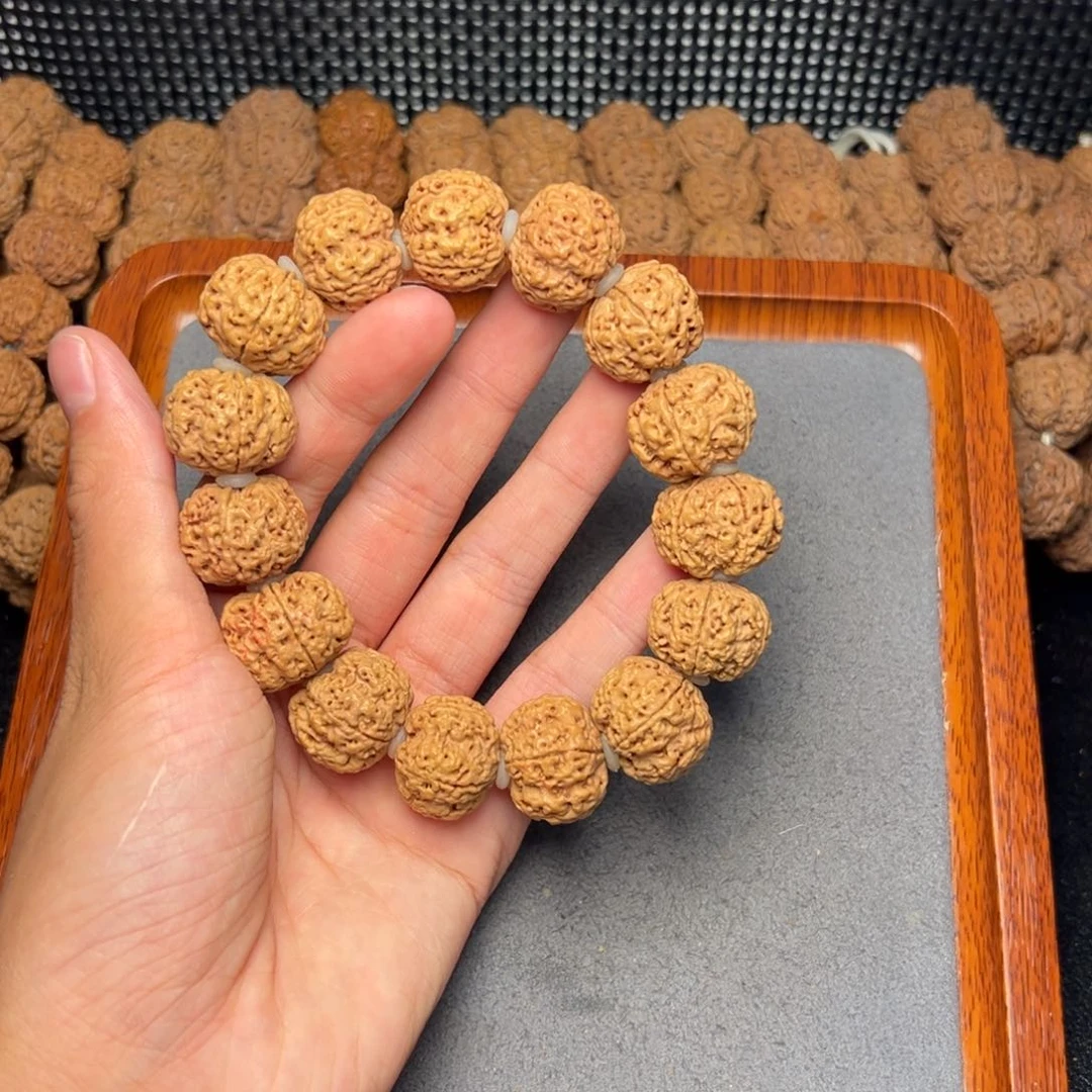 菩提4号尼泊尔大金刚20五星蜂王