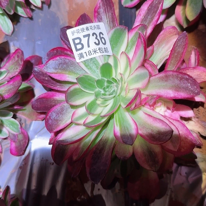 多肉 孔雀翎多肉法师植物