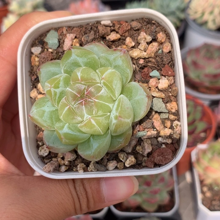 精控钻石珍妮多肉